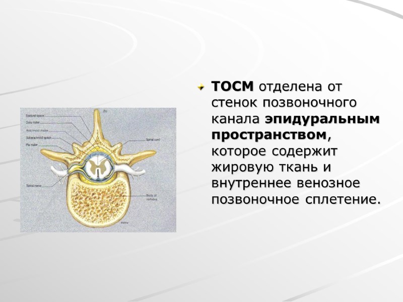 ТОСМ отделена от стенок позвоночного канала эпидуральным пространством, которое содержит жировую ткань и внутреннее